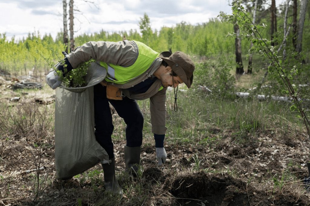 Metode eficiente de ecologizare a terenurilor infestate 3 Metode eficiente de ecologizare a terenurilor infestate 2